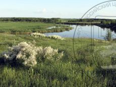 Clematis-lathyrifolia_Куго-Ея_стация